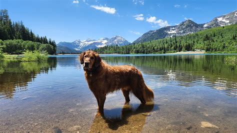 dog fishing|Dog Friendly Lakes And Reservoirs Near Salt Lake City.